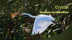  Presentation with lagoon - Theme featuring great-egret-ardea-alba background and a tawny brown colored foreground