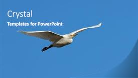  Presentation with soul winning great feeling - PPT layouts featuring great-egret-ardea-alba background and a teal colored foreground
