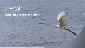  Presentation with lake - Audience pleasing PPT layouts consisting of great-egret-on-the-lake backdrop and a gray colored foreground
