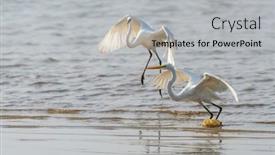  Presentation with lake - Slide deck featuring great-egret-on-the-lake background and a light gray colored foreground