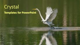  Presentation with lake fish - Slide set consisting of great-egret-on-the-lake background and a tawny brown colored foreground