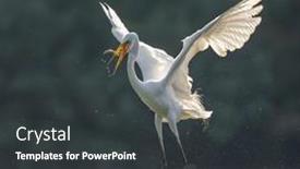  Presentation with eating - PPT theme having great-egret-on-the-lake background and a dark gray colored foreground