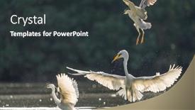  Presentation with eating - Presentation theme enhanced with great-egret-on-the-lake background and a dark gray colored foreground