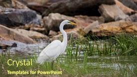  Presentation with water ocean - PPT theme with great-egret-standing-in-ocean background and a tawny brown colored foreground