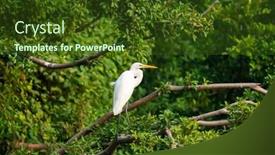  Presentation with tree - Presentation enhanced with great-egret-stay-in-tree background and a tawny brown colored foreground