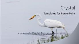  Presentation with fish - Beautiful slides featuring great-egret-with-fres-caught backdrop and a lemonade colored foreground