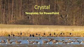  Presentation with great depression - PPT theme enhanced with great-ggreat-goose-anser-anser background and a tawny brown colored foreground