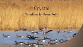  Presentation with czech republic - Slide deck featuring great-goose-anser-anser-southern background and a gold colored foreground