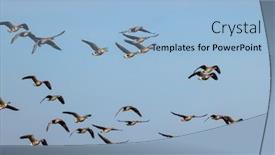  Presentation with czech republic - Presentation with great-goose-anser-anser-southern background and a light blue colored foreground