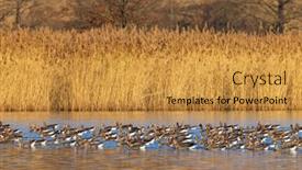  Presentation with czech republic - Slide set enhanced with great-goose-anser-anser-southern background and a gold colored foreground