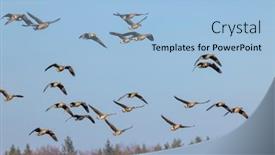  Presentation with czech republic - Slide deck with great-goose-anser-anser-southern background and a  colored foreground