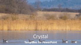  Presentation with czech republic - Slide set having great-goose-anser-anser-southern background and a seafoam green colored foreground