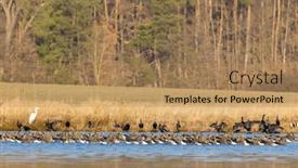  Presentation with czech republic - Presentation design consisting of great-goose-anser-anser-southern background and a coral colored foreground