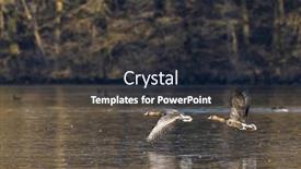  Presentation with great britain painted - Slide deck with great-goose-anser-anser-southern background and a  colored foreground