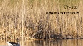  Presentation with czech republic - Theme consisting of great-goose-anser-anser-southern and a coral colored foreground