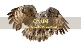  Presentation with art white gray grey - Slide deck consisting of great-gray-owl-flying-strix background and a tawny brown colored foreground