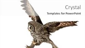  Presentation with gray - Beautiful theme featuring great-gray-owl-in-attack backdrop and a white colored foreground