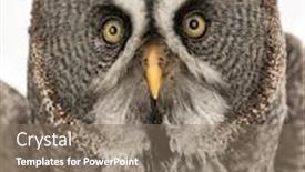  Presentation with gray - Beautiful slides featuring great-gray-owl-strix-nebulosa backdrop and a coral colored foreground
