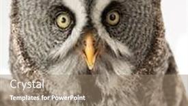  Presentation with gray - Theme with great-gray-owl-strix-nebulosa background and a coral colored foreground