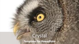  Presentation with gray - Amazing PPT layouts having great-gray-owl-strix-nebulosa backdrop and a violet colored foreground