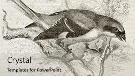  Presentation with gray - Beautiful PPT theme featuring great gray shrike old illustration backdrop and a  colored foreground