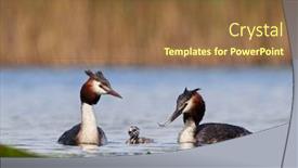  Presentation with chicks - Beautiful slides featuring great-grebe-with-chicks backdrop and a tawny brown colored foreground