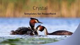  Presentation with chicks - Slides having great-grebe-with-chicks background and a coral colored foreground