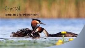  Presentation with chicks - Presentation theme enhanced with great-grebe-with-chicks background and a coral colored foreground