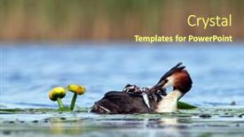  Presentation with chicks - PPT theme with great-grebe-with-chicks background and a tawny brown colored foreground