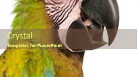  Presentation with white green - PPT layouts enhanced with great-green-macaw-ara-ambiguus background and a tawny brown colored foreground