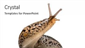  Presentation with grey black white brick - Amazing presentation theme having great grey slug and leopard backdrop and a white colored foreground