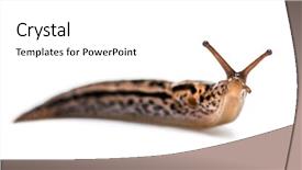  Presentation with grey black white brick - Presentation theme having great grey slug and leopard background and a white colored foreground