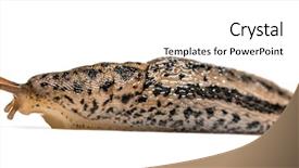  Presentation with grey black white brick - Theme consisting of great grey slug and leopard background and a cream colored foreground