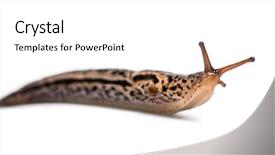  Presentation with grey - Beautiful PPT theme featuring great grey slug and leopard backdrop and a white colored foreground