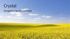  Presentation with plain blue clear sky - Beautiful PPT theme featuring great harvest - beautiful rapeseed field and clear backdrop and a  colored foreground