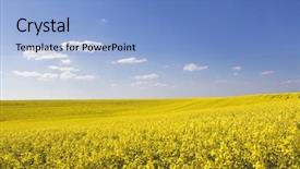  Presentation with treble clef watermark blue - Slides with great harvest - beautiful rapeseed field and clear background and a  colored foreground