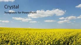  Presentation with sky blue - Beautiful presentation theme featuring great harvest - beautiful rapeseed field and clear backdrop and a  colored foreground