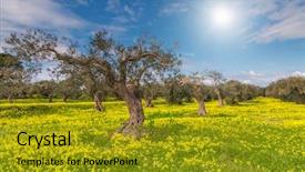  Presentation with climate - PPT theme consisting of great harvest - fantastic views of the garden background and a gold colored foreground