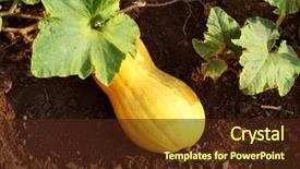  Presentation with green thumb garden - Presentation having great harvest - long yellow pumpkin background and a  colored foreground