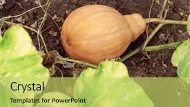  Presentation with school budget orange - Slide deck with great harvest - pear-shaped orange pumpkin background and a  colored foreground