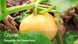  Presentation with hidden - Cool new slide set with great harvest - round orange pumpkin hidden behind backdrop and a  colored foreground