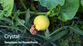  Presentation with green thumb garden - Colorful PPT theme enhanced with great harvest - small green pumpkin backdrop and a  colored foreground