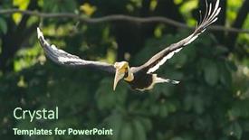  Presentation with rainforest - Slide deck with great hornbill flying in rainforest background and a tawny brown colored foreground