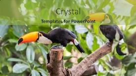  Presentation with rainforest - PPT layouts featuring great-hornbill-in-rainforest background and a yellow colored foreground