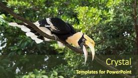  Presentation with rainforest - PPT layouts consisting of great-hornbill-in-rainforest background and a tawny brown colored foreground