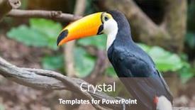  Presentation with rainforest - Cool new presentation with great-hornbill-in-rainforest backdrop and a gray colored foreground