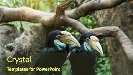  Presentation with rainforest - PPT theme consisting of great-hornbills-in-rainforest background and a tawny brown colored foreground