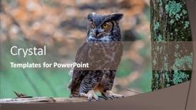  Presentation with tiger - Theme enhanced with great-horned-owl-bubo-virginianus background and a coral colored foreground