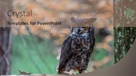  Presentation with tiger - Presentation theme with great-horned-owl-bubo-virginianus background and a coral colored foreground
