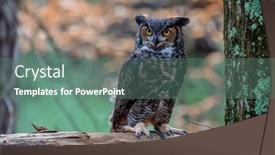  Presentation with tiger - Presentation design having great-horned-owl-bubo-virginianus and a ocean colored foreground